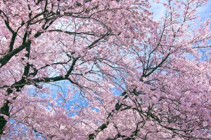 🌸そろそろお花見の季節🌸