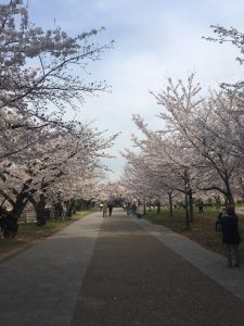 桜🌸 in 大阪城