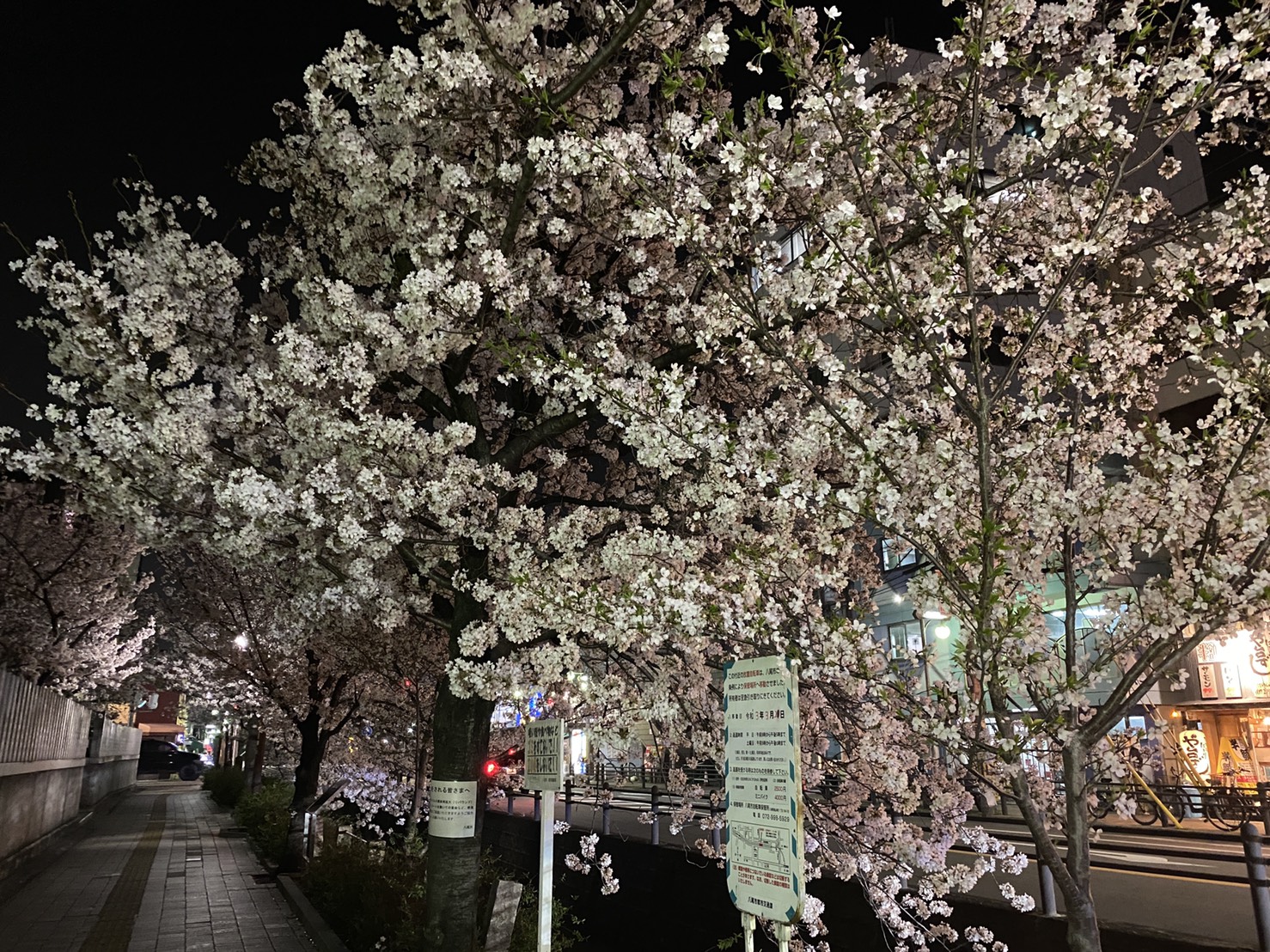 花見🌸( ‘-‘ 🍡 )