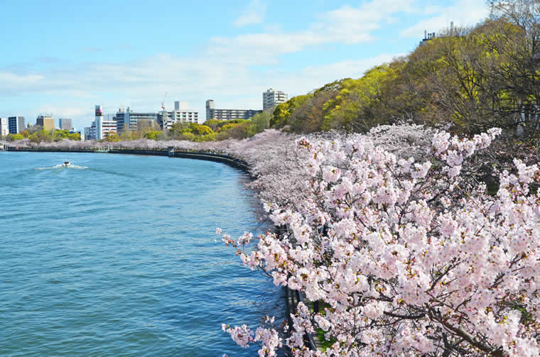 花見🌸