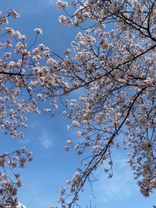 🌸桜ノ宮公園🌸