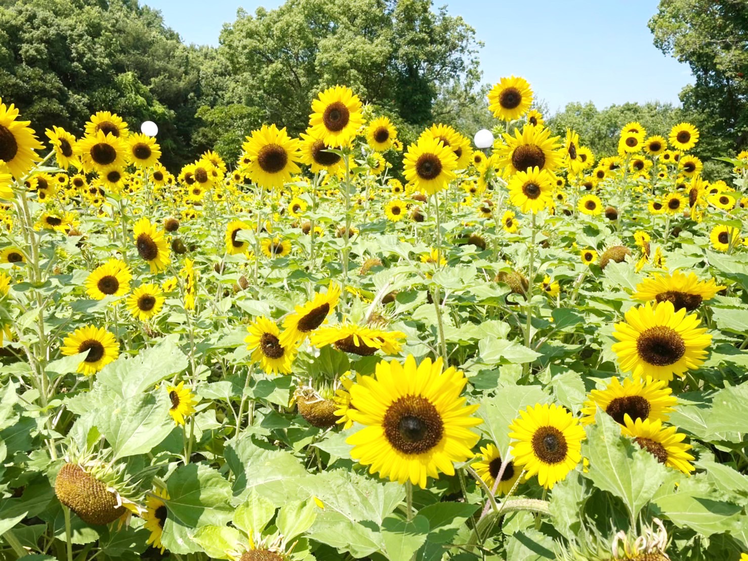 ひまわり🌻