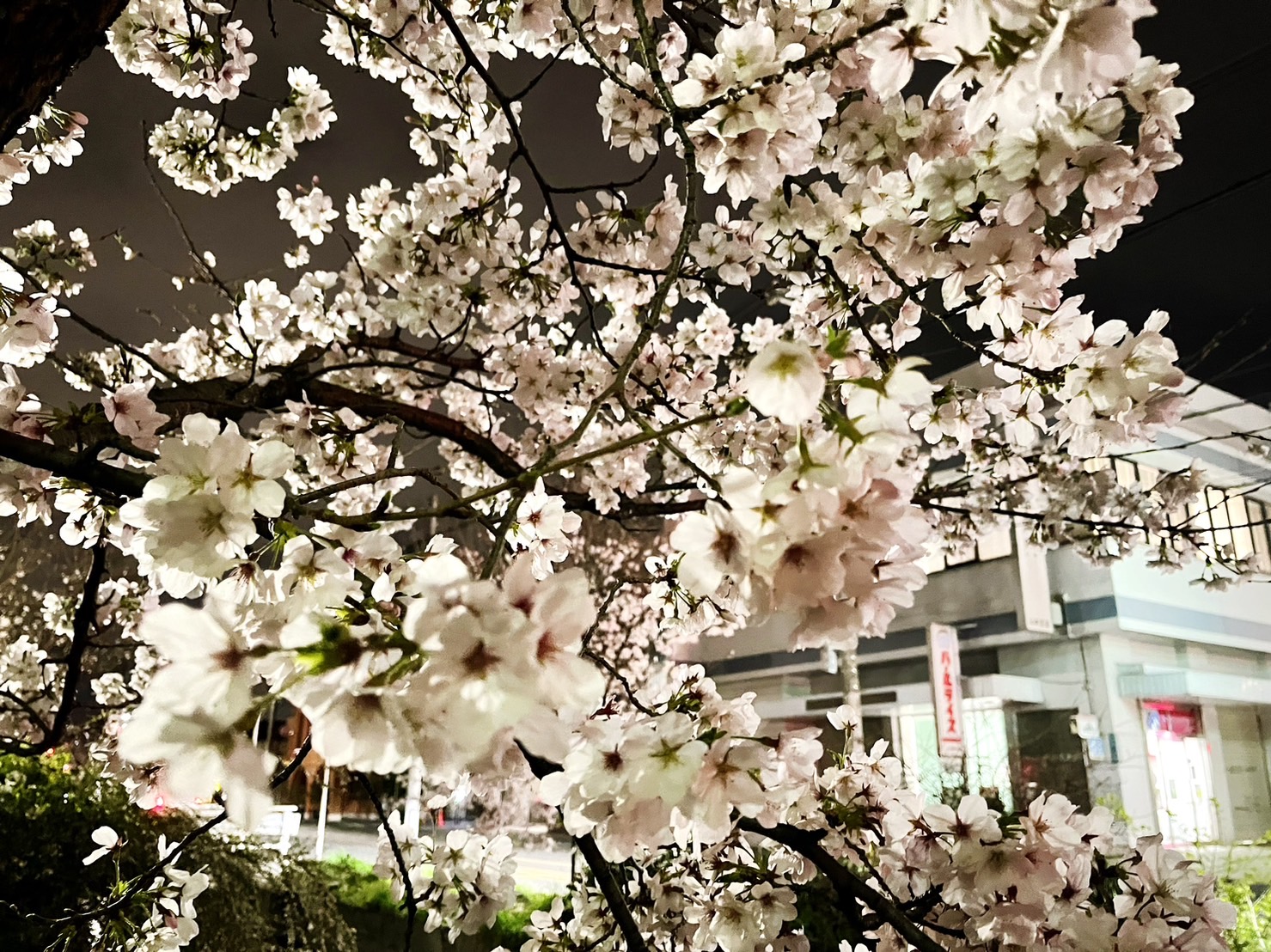 桜並木🌸