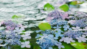 梅雨に気が付く雨漏れ☔